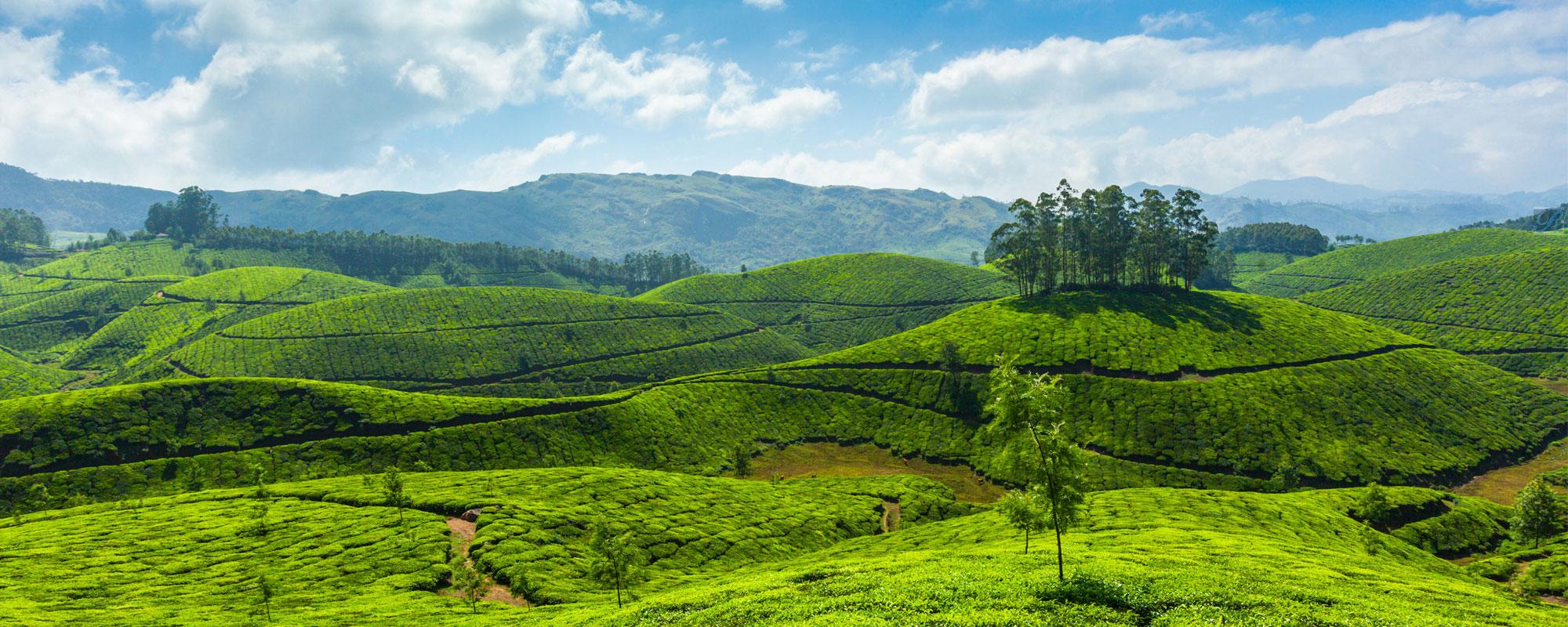 chennai to munnar tempo traveller