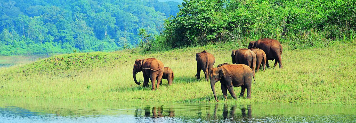 chennai to thekkady tempo traveller